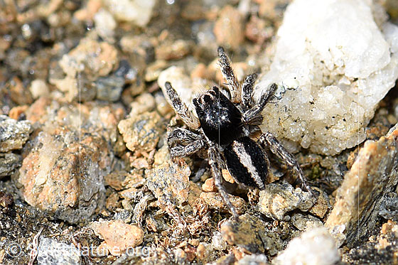 Photo: V-Fleck-Springspinne. Male. View from the side above.
Body length 4 - 5mm.