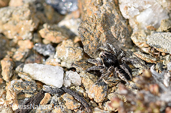 Foto: V-Fleck-Springspinne, Männchen. Ansicht von seitlich hinten/oben.
Körperlänge 4-5mm.