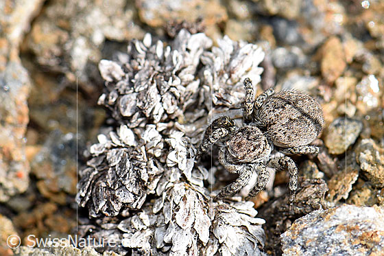 Foto: V-Fleck-Springspinne (Aelurillus v-insignitus). Weibchen. Ansicht von schräg oben/vorne.
Körperlänge 5 - 7mm.
