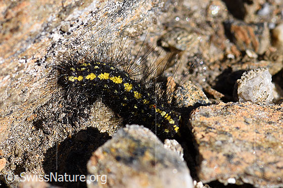 Foto: Wahrschenlich Raupe des Gelben Alpen-Flechtenbärs (Setina aurita).