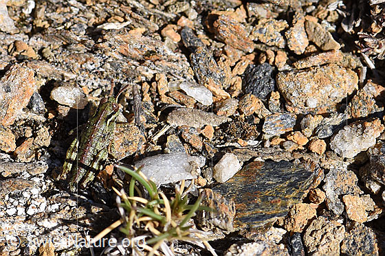 Foto: Nordische Gebirgsschrecke (Bohemanella frigida). Die Heuschreckenlarve sitzt perfekt getarnt auf farbigen Steinchen neben einer Pflanze..