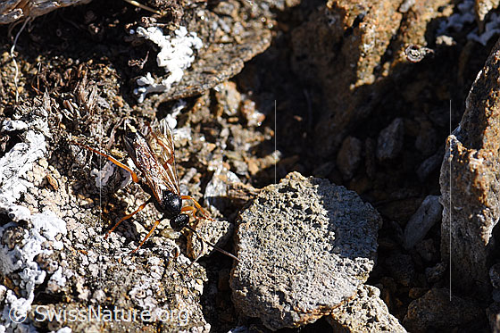 Schlupfwespe (Ichneumon stramentarius)