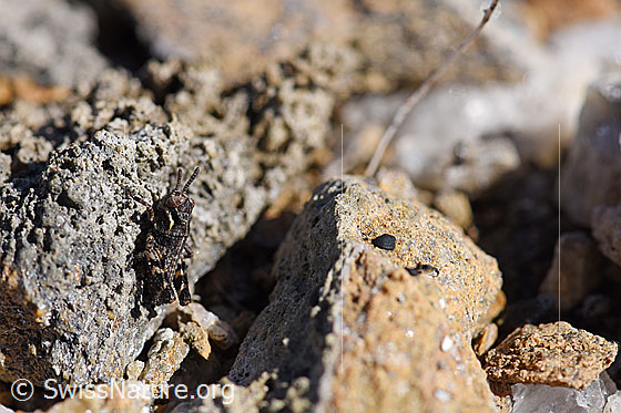 Foto: Nordische Gebirgsschrecke (Bohemanella frigida), Larve, hängt an Stein und lässt sich von der Sonne erwärmen.