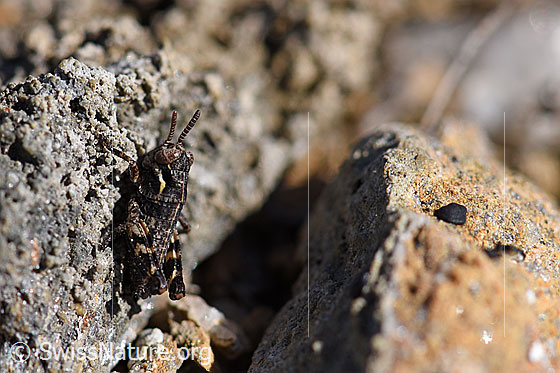 Foto: Nordische Gebirgsschrecke (Bohemanella frigida), Larve, erwärmt sich an einem sonnenbeschienenen Stein. Sie ist klein und gut getarnt.