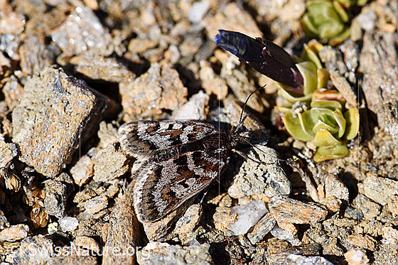 Photo: Probalby Metaxmeste schrankiana