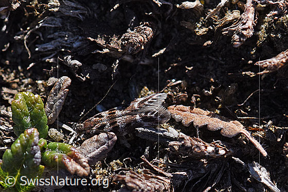 Foto: Kleinschmetterling.
Umgebung: Alpiner Rasen über Bündner Schiefer, ca. 2440m ü.M.