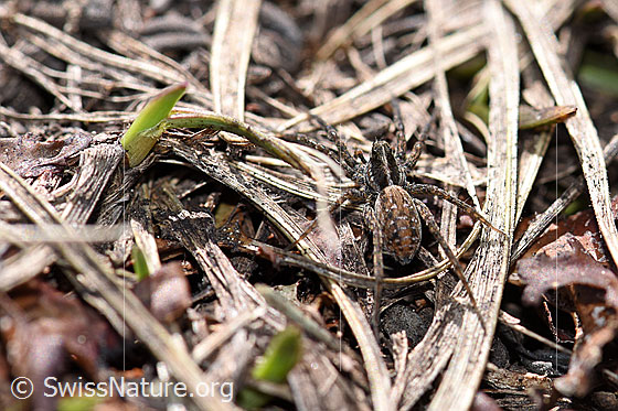 Foto: Wahrscheinlich Pardosa monticola.