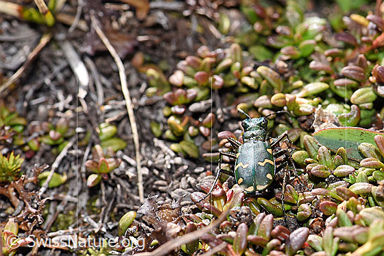 Foto: Gallischer Sandlaufkäfer.