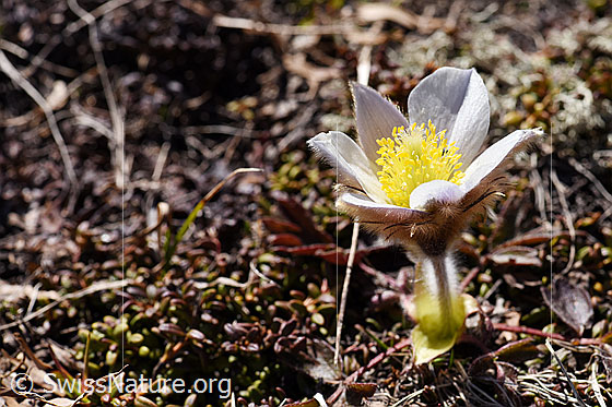 Frühlings-Anemonen (Pulsatilla vernalis)