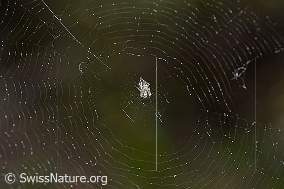 Foto: Spinne im Netz.
Körperlänge ca. 4mm.
Umgebung: Lichter Lärchenwald an der Waldgrenze. 2070m ü.M.