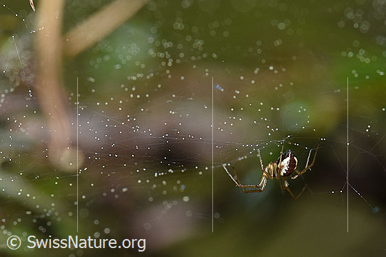 Foto: Spinne im Netz.
Körperlänge: ca. 5mm.
Umgebung: Lichter Lärchenwald an der Waldgrenze. 2070m ü.M.