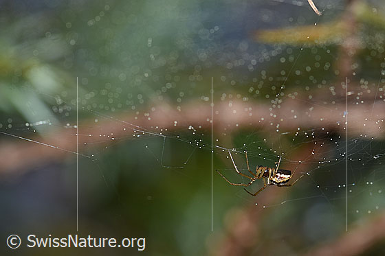 Foto: Spinne im Netz.
Körperlänge: ca. 5mm.
Umgebung: Lichter Lärchenwald an der Waldgrenze. 2070m ü.M.