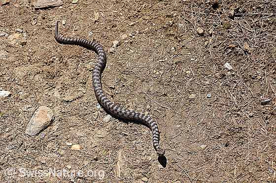 Foto: Aspisviper (Vipera aspis). Länge: ca. 80cm.