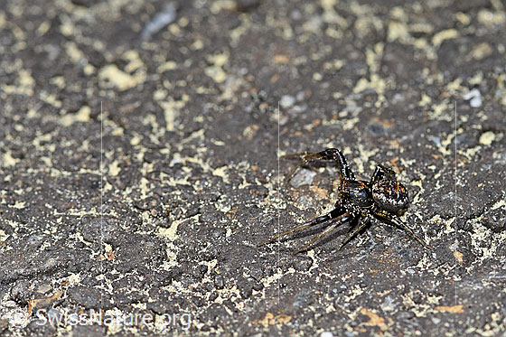 Foto: Krabbenspinne. 
Körperlänge: Ca. 4mm
Umgebung: Fahrstrasse neben Wildblumenwiesen. 1530m ü.M.