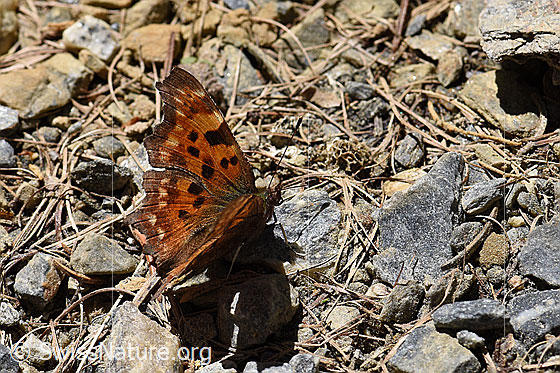Foto: C-Falter (Polygonia c-album)
Umgebung: Naturstrasse neben Wildblumenwiesen. 1530m ü.M.
Lat.: Polygonia c-album
Familie: Nymphalidae (Edelfalter)
Unterfamilie: Nymphalinae (Fleckenfalter)