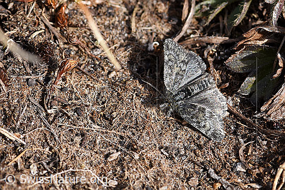 Foto: Kleinschmetterling.