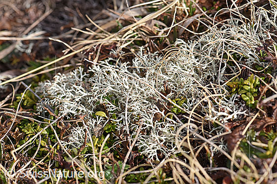 Milde Rentierflechte (Cladonia mitis)