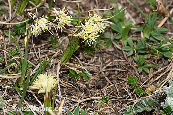 Foto: Wahrscheinlich Frühlings-Segge (Carex caryophyllea). Ganze Pflanze (Habitus).