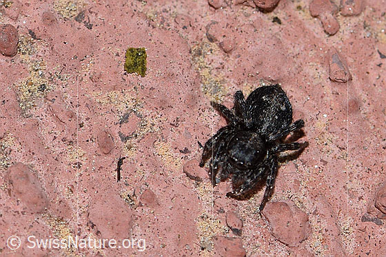Foto: Wahrscheinlich Sitticus pubescens, Weibchen. Ansicht von oben.
Körperlänge: 4.5 - 6mm
Umgebung: Steinplatte vor Hauseigang. 1530m ü.M.
Lat.: Sitticus pubescens
Familie: Salticidae (Springspinnen)