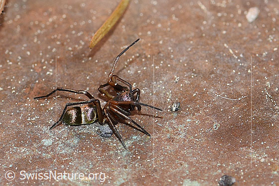Foto: Wahrscheinlich Micaria fulgens (Plattbauchspinne). Ansicht von der Seite.
Körperlänge: 4-6mm 
Umgebung: Abdeckung aus Kupfer, daneben grosser Betonboden. Ausserhalb: Wildblumenwiesen. 1530m ü.M.
Lat.: Micaria fulgens
Familie: Gnaphosidae (Plattbauchspinnen)
Gattung: Micaria