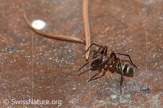 Foto: Wahrscheinlich Micaria fulgens (Plattbauchspinne). Ansicht von der Seite.
Körperlänge: 4-6mm 
Umgebung: Abdeckung aus Kupfer, daneben grosser Betonboden. Ausserhalb: Wildblumenwiesen. 1530m ü.M.
Lat.: Micaria fulgens
Familie: Gnaphosidae (Plattbauchspinnen)