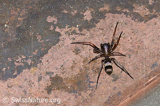 Micaria fulgens (Plattbauchspinne)