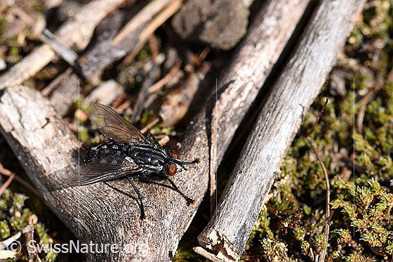 Graue Fleischfliege (Sarcophaga carnaria)
