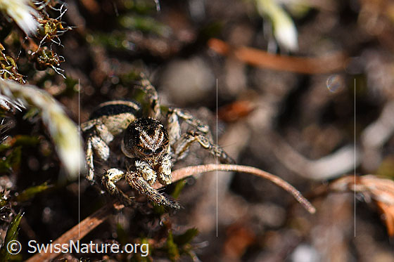 Foto: V-Fleck-Springspinne, Männchen (Aelurillus v-insignitus). Ansicht von vorne.
Körperlänge: 4 - 5mm.