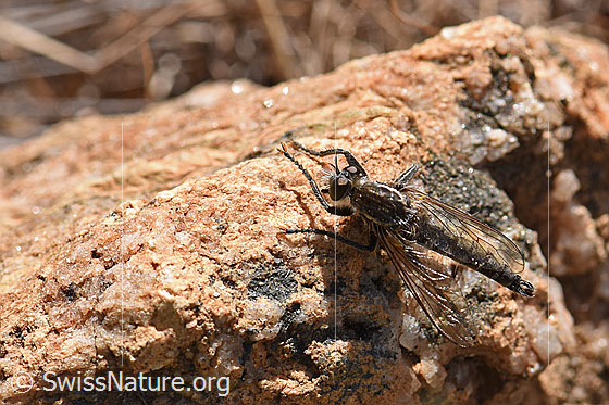 Foto: Berg-Raubfliege (Didysmachus picipes). Männchen. Länge 14 - 18mm. Auf Stein.