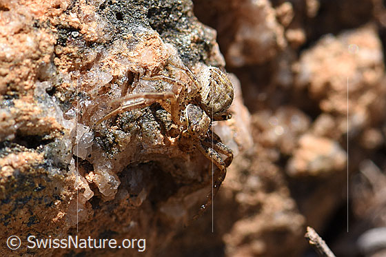 Photo: Crab Spider