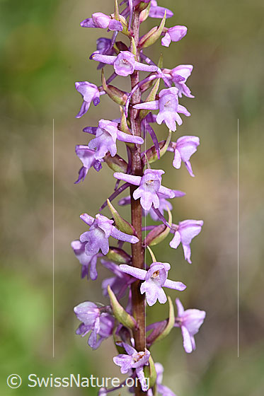 Foto: Wahrscheinlich Langspornige Handwurz (Gymnadenia conopsea). Blütenstand.