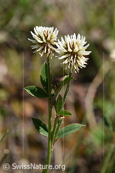Foto: Berg-Klee (Trifolium montanum). Blüten, Blätter und Stengel.