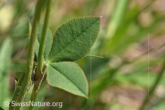 Foto: Berg-Klee (Trifolium montanum). Blätter.