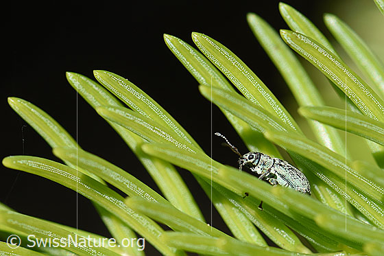 Weissdorn-Blattrüssler (Phyllobius betulinus)