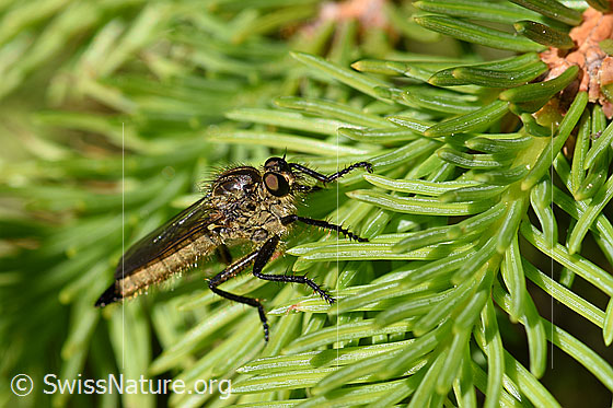 Berg-Raubfliege (Didysmachus picipes)