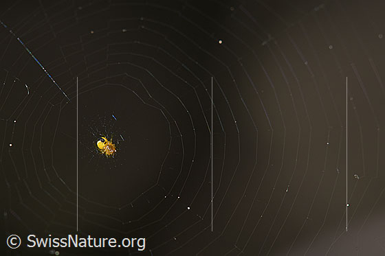 Photo: Very small spider in the web.