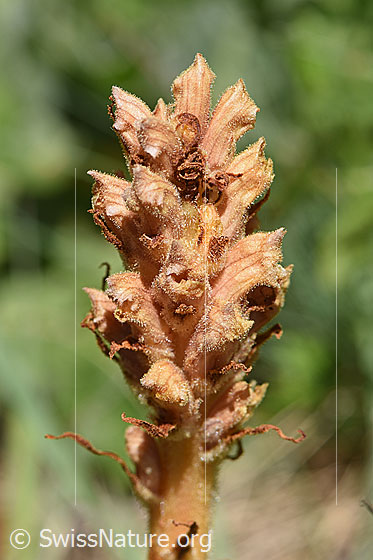 Photo: Würger, inflorescence.
Plant approx. 20-25cm high.