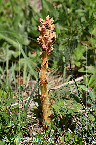 Photo: Würger. Whole plant.
Plant approx. 20-25cm high.