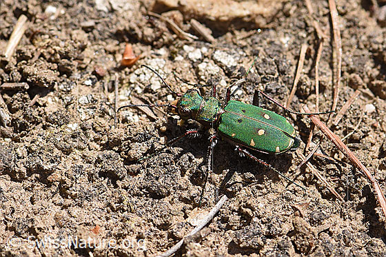Foto: Feld-Sandlaufkäfer (Cicindela campestris), auch Feldsandläufer genannt. Ansicht von oben.