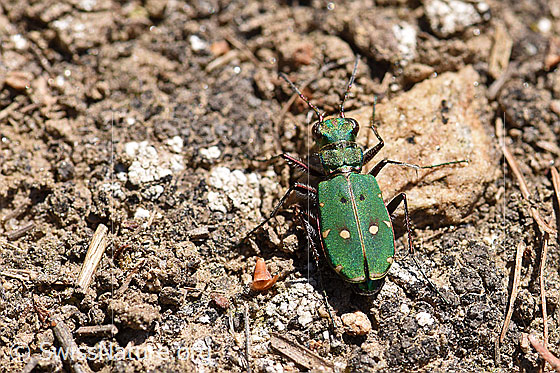 Foto: Feld-Sandlaufkäfer (Cicindela campestris), auch Feldsandläufer genannt. Ansicht von oben.