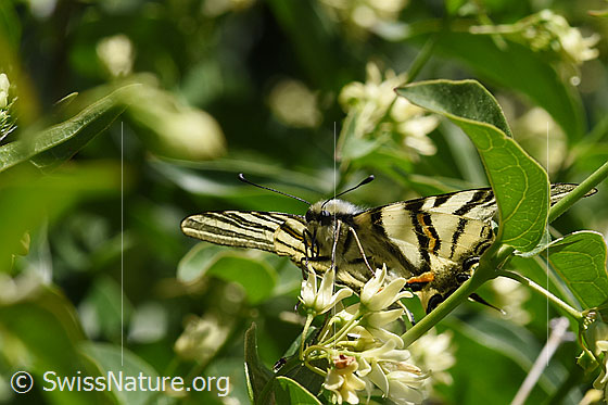 Photo: Iphiclides podalirius on Vincetoxicum hirundinaria. View from the front.