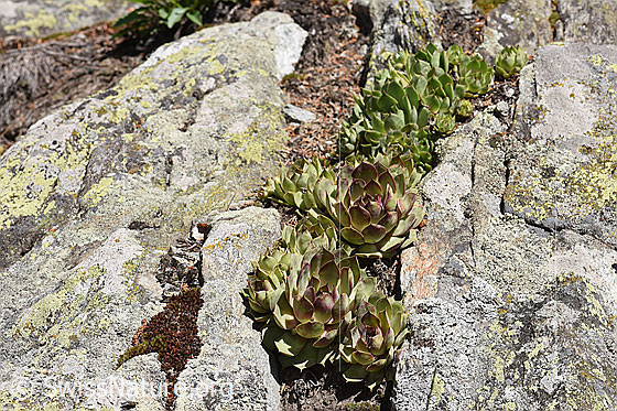 Foto: Echte Hauswurz (Sempervivum tectorum). Rosetten