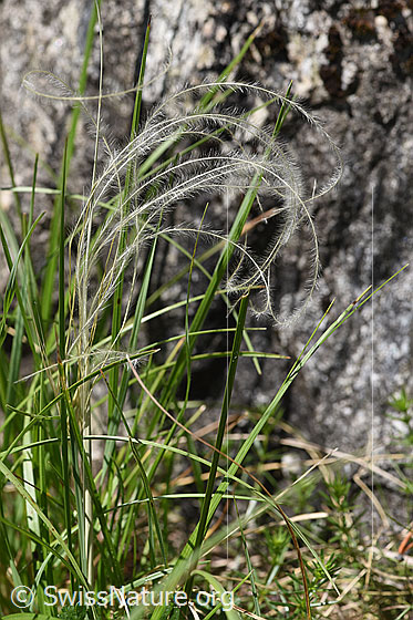 Foto: Wahrscheinlich Zierliches Federgras (Stipa eriocaulis). Ganze Pflanze (Habitus).