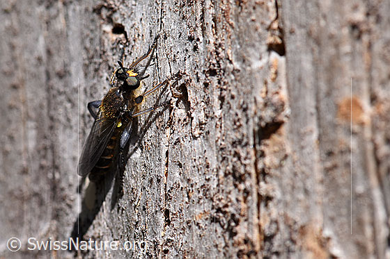 Gemeine Mordfliege (Choerades marginata)