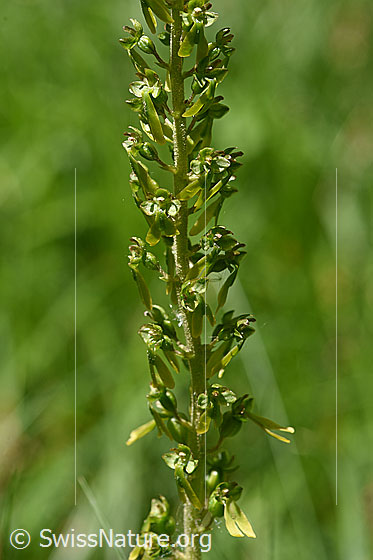 Foto: Grosses Zweiblatt (Listera ovata). Blütenstand