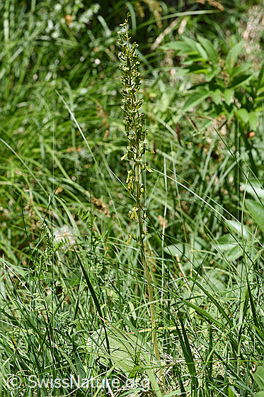 Foto: Grosses Zweiblatt (Listera ovata). Ganze Pflanze.
