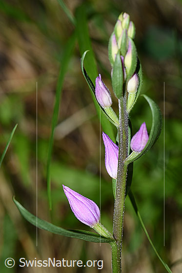 Foto: Rotes Waldvöglein (Cephalanthera rubra). Blütenstand kurz bevor sich die erste Blüte öfffnet.