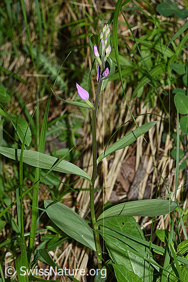 Foto: Rotes Waldvögelein (Cephalanthera rubra). Gesamtansicht.