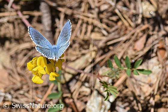 Photo: Polyommatus icarus on Lotus corniculatus.
