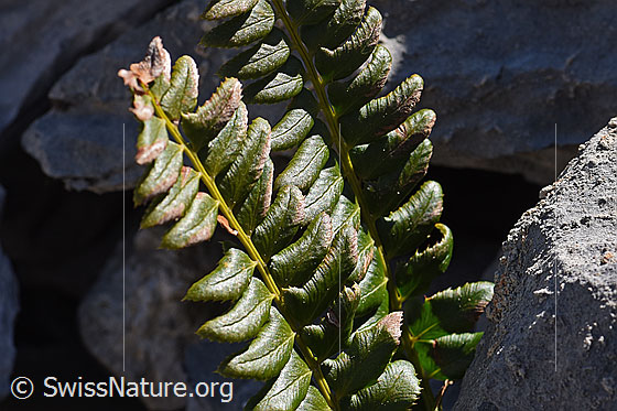 Photo: Polystichum lonchitis. Leaves of the plant